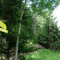 auf der Forststraße links weiter