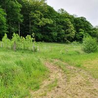 5.1 Wenn nicht schon bei der Kreuzung zum Weg am Waldrand, dann hier