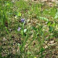 Waldveilchen