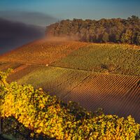 DSGO Weinlandschaft Weinsberger Tal Herbst Nebel Chris Frumolt 4