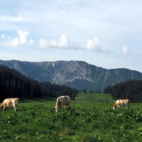 Auf der Alm