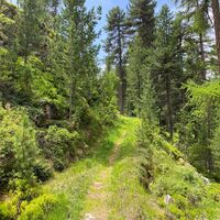 Stazerwald