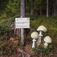 Nachbildung Knollenblätterpilz am Schwammerlweg