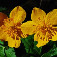 Hochalm aus dem Utschgraben über Eisenpass und Herrenkogel