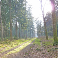 Breiter Forstweg durch den Forst Hinzel