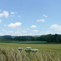 weite Getreidefelder dahinter Slowenien