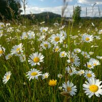 Margeritenwiese bei Antenfeinhöfen/Klein Wetzles