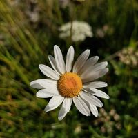alpenblumenweg-oberseite-margeriten-c-p-veider.jpg