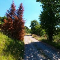 Feldweg - Sülzfeld