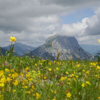 der Lugauer mit Trollblumen