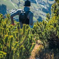 Trailrunner Latschen Gratlspitze