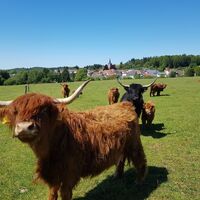 Rinder auf den Bornfeldwiesen östlich von Leimen/Pfalz