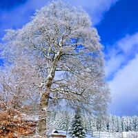 Winter in Friedrichshöhe