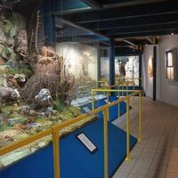 Naturmuseum Neuberg - Sammlung Schliefsteiner