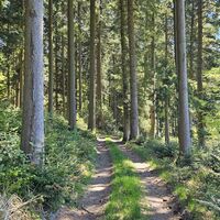Waldweg bei Forstern