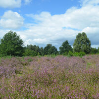 Addenstorfer Heide