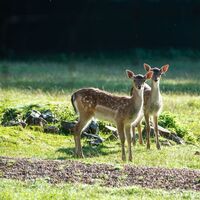 Wildgehege an der Nahequelle 33 www