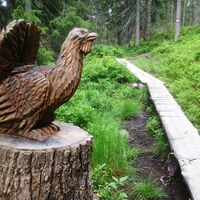 Auerhahn
