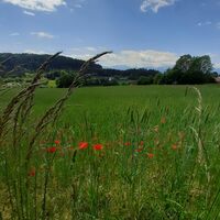 Hoher Gallin Weg