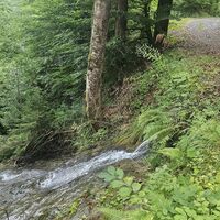 Plattabach