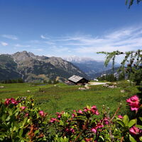 Saukaralm