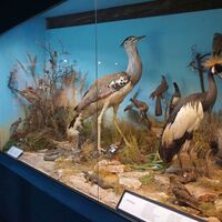 Naturmuseum Neuberg - Sammlung Schliefsteiner