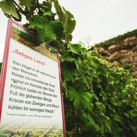 web Lauffen am Neckar Katzenbei er Steillagen 1