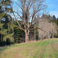 35.8 km Wiesenweg