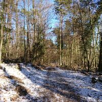 Schnee im Pfälzerwald
