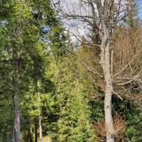 32.6 km Schöne Bäume am Flammbach