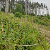 Ennepetal_Wanderweg zum Hohenstein