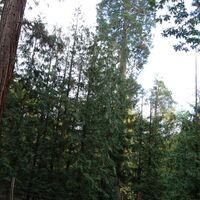 bei den Mammutbäume