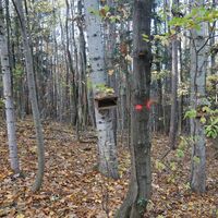 am Weg "Steiniger Weg" im "Steiniger Wald"