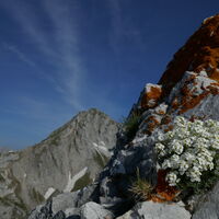 an den unwirklichsten Stellen wachsen die Alpenblumen
