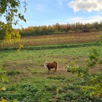 Qualitätstour Waldläufer (De 6 + LRR)