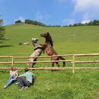 Almhausweg: Sommerweiden der Lipizzanerjunghengste