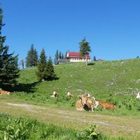 Sommerfrische auf der Alm