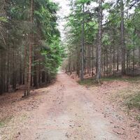 Waldweg