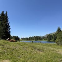 Hier durchquert man auch eine Almweide (Warntafeln beachten)