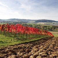 Weinberge bei Perl