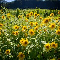Sonnenblumenpracht in der Südsteiermark
