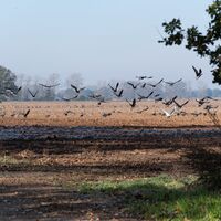 Enten und Gänse im Abflug