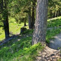 Spitze Abzweigung