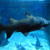 Hai im 1.000.000 Liter-Becken