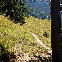 Im Wald und über offene Wiesen