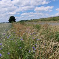 Feldrand zwischen Holthusen II und Gerdau mit Wildblumen