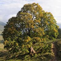 Mächtiger Bergahorn