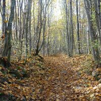 am Weg "Steiniger Weg"