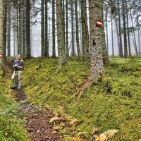 Schön gepflegte Wanderwege durch den Wald