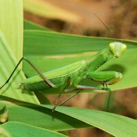 Europäische Gottesanbeterin (Mantis religiosa), Weibchen
